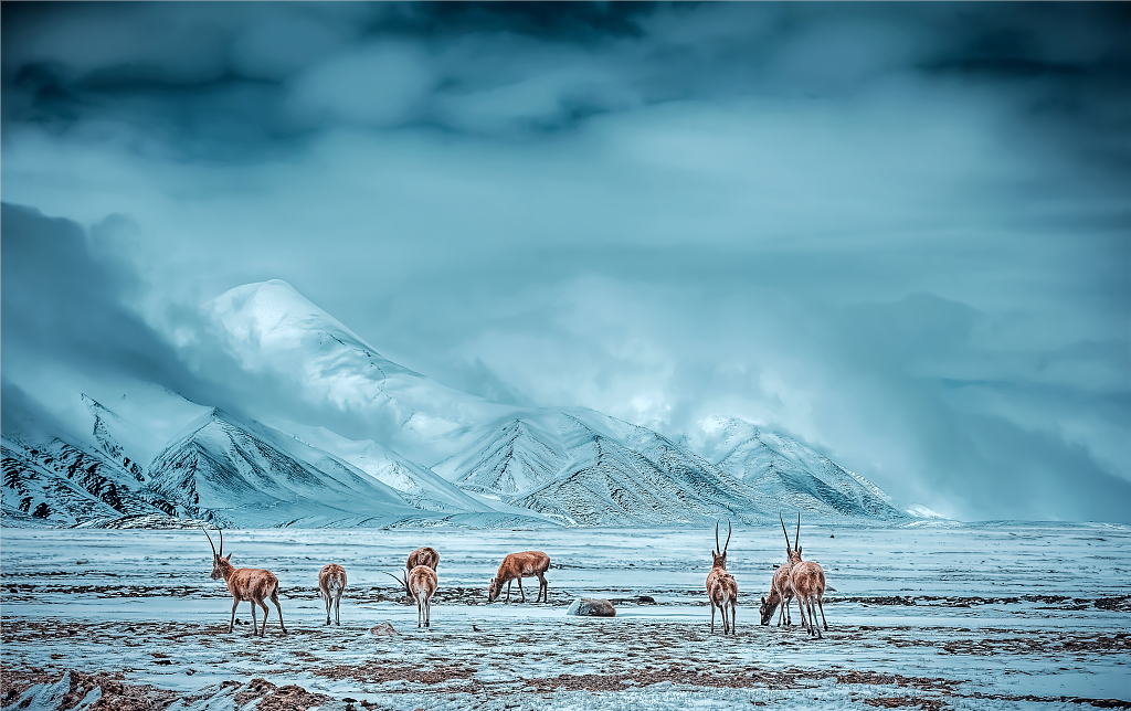 bj40家族出征可可西里无人区,多种艰险路况大展实力越野技能-车市号