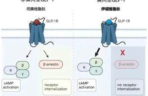 国产GLP-1来了，但减肥药市场已经变天了