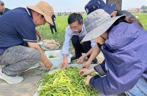 亩均增收超千元！青岛市农科院举办鲜食豌豆大面积单产提升现场观摩会