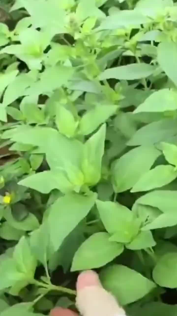 #大叶荆芥种子 #蔬菜种植 #花卉种子 #植物种植