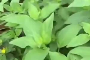 #大叶荆芥种子 #蔬菜种植 #花卉种子 #植物种植
