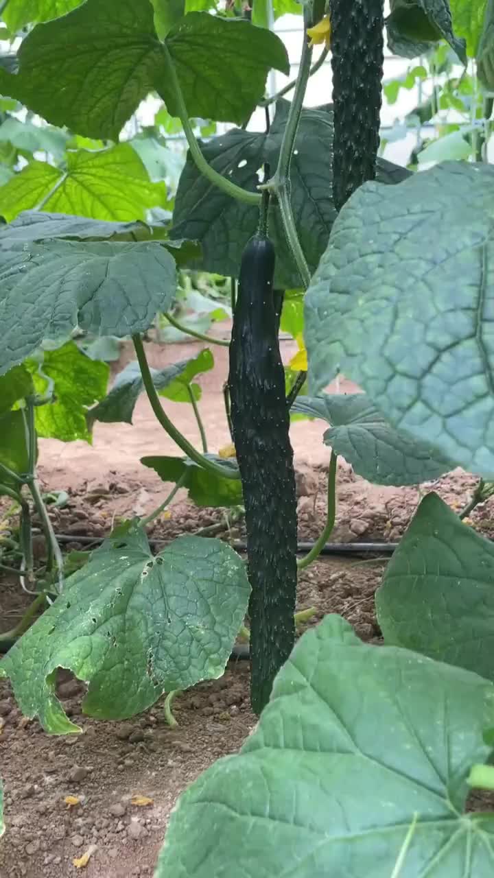 #黄瓜种子 #蔬菜种植 #花卉种植