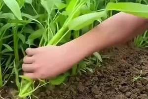 #三叉空心菜种子 #蔬菜种植 #花卉种植