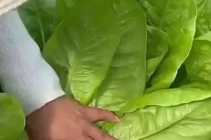#沙拉生菜种子 #蔬菜种子 #蔬菜种植