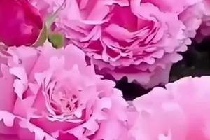 #重瓣康乃馨种子 #花卉绿植 #花卉绿植 #花卉种子