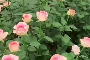 #玫瑰花种子 #花卉种植 #花卉种子