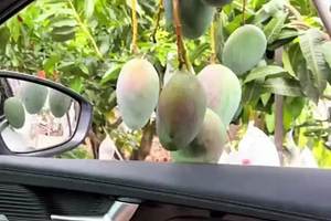 顺手牵水果，是他自己进来的哈