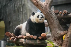 春节寒假香港游必看！沉浸式“吸熊猫”！实测保姆级攻略快收藏！