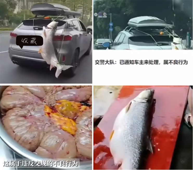趣味案例：广西男子钓得大鱼绑在车尾游街炫耀，交警称属不良行为