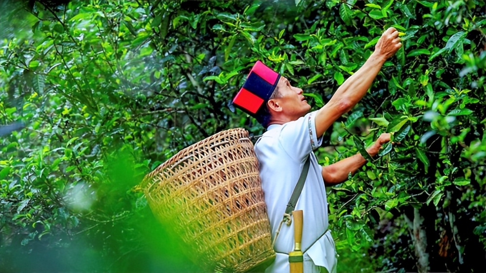 长城炮全性能家族燃动云南 “钢铁马帮”探秘茶马古道 赋能千行百业