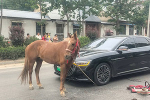 省道遭遇“马祸”！比亚迪车主修车又赔马，只能自认倒霉吗？
