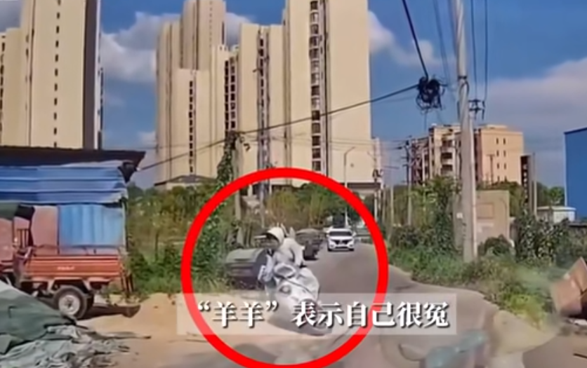 无接触交通事故案例：女子单手骑电动车摔倒，汽车司机被定为次责