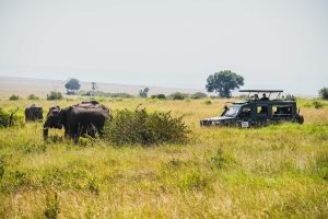 码字七千七，手把手教你做肯尼亚Safari旅游攻略
